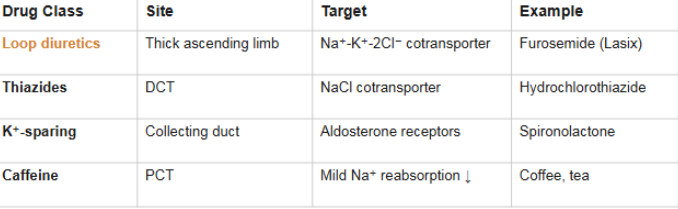 <ol><li><p>Loop diuretics (drug/compound)</p></li><li><p>Thiazides</p></li><li><p>K+ sparing diuretics</p></li><li><p>Caffeine</p></li></ol><p>Na+ reabsorption drives water reabsorption. Block Na+ transport at any segment, and water follows it out as urine</p>