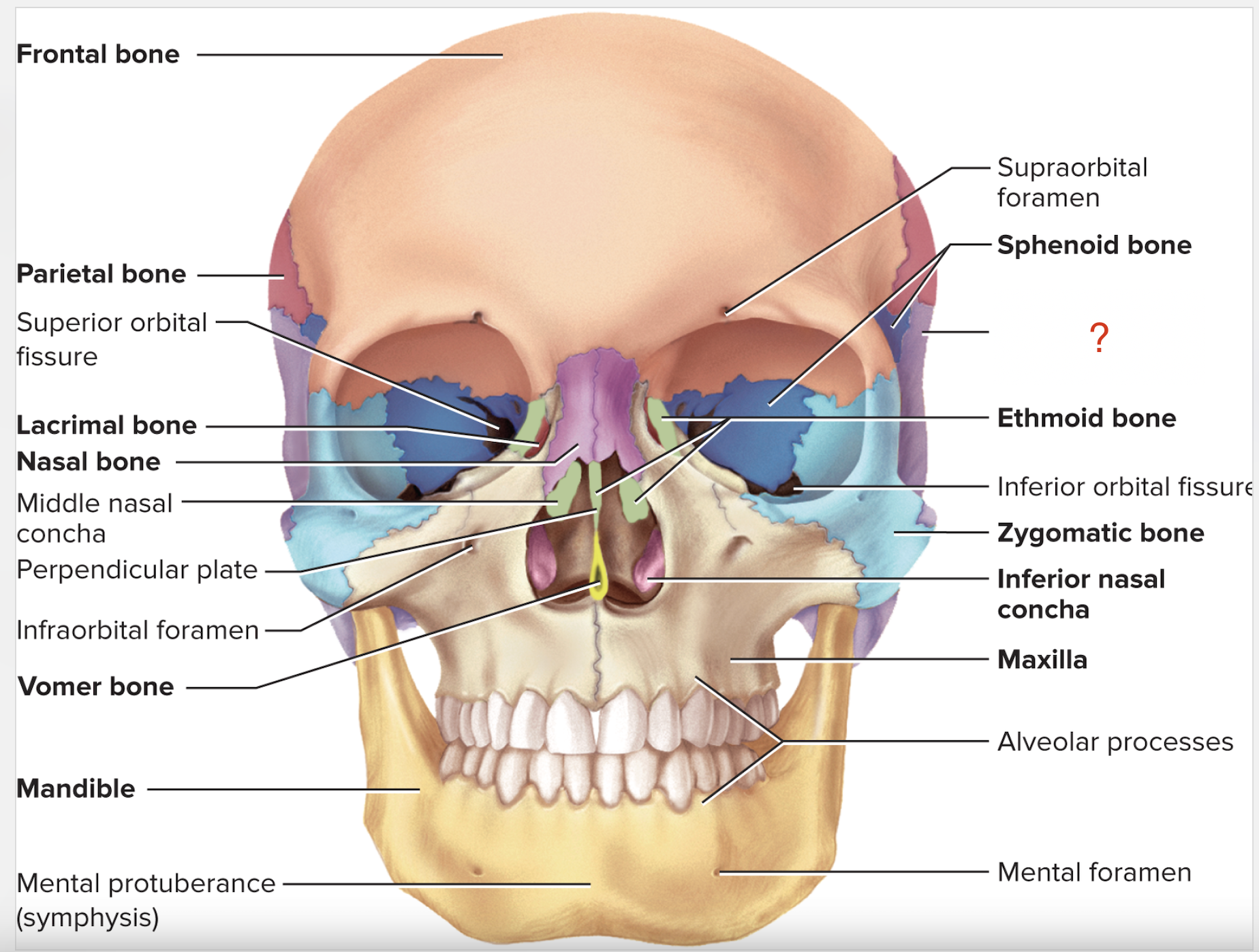 <p>What is the name of this bone?</p>