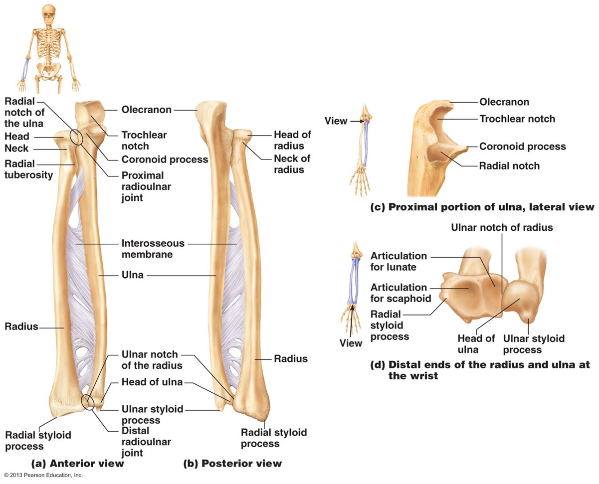 <p>Head of radius, Neck of radius, Radial tuberosity, Radial styloid process</p><p></p>