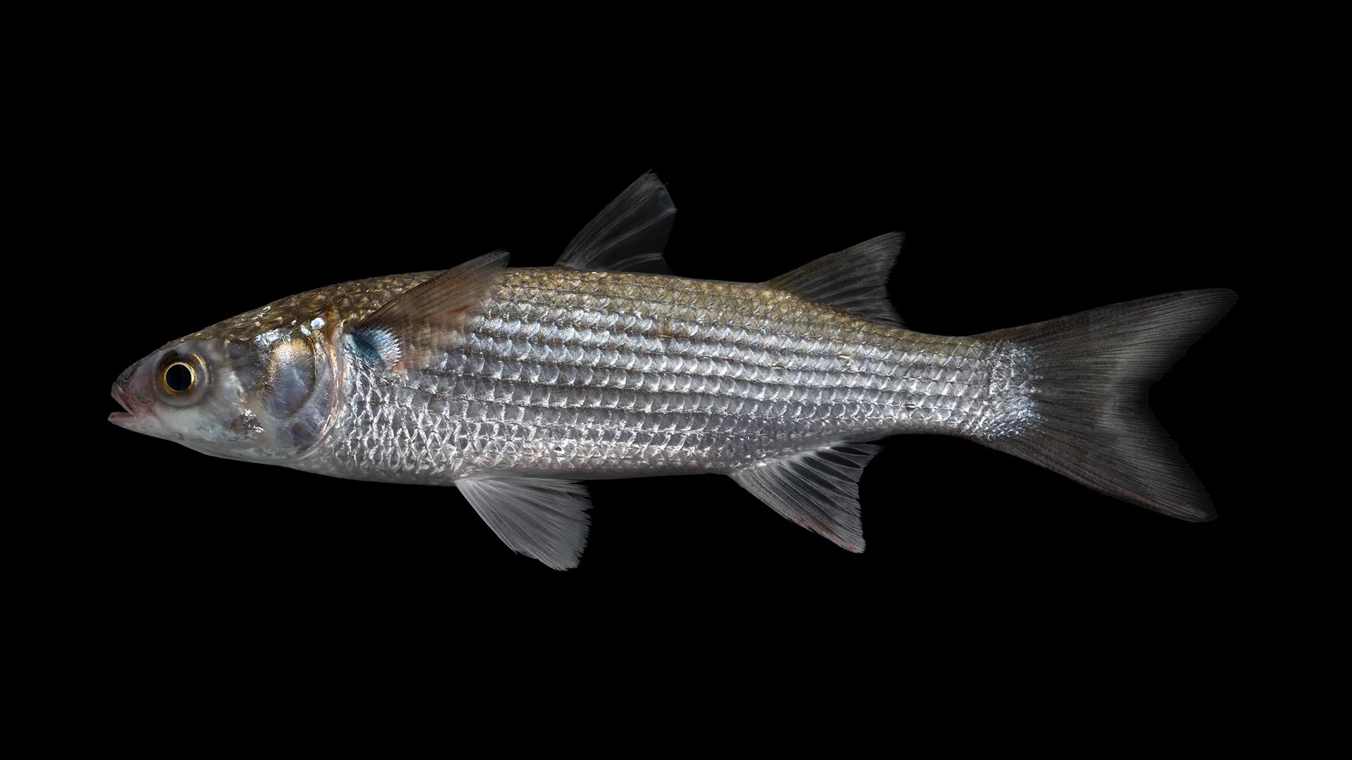 <p>No pectoral black blotch, horizontal stripes, blunt nose</p>
