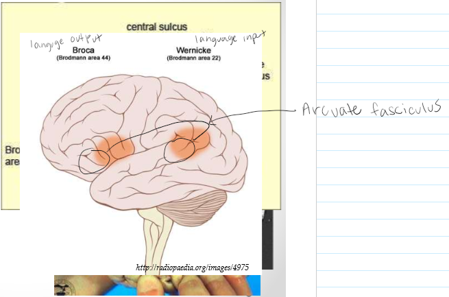 <p><span>Broca’s Area: Language output; speech<br>• Wernicke’s Area: Language inputs; comprehension<br>• BOTH found in the left hemisphere<br>• Around Sylvian fissure, creates the arcuate fasciculus=<br>o Our overall concept of language</span></p>