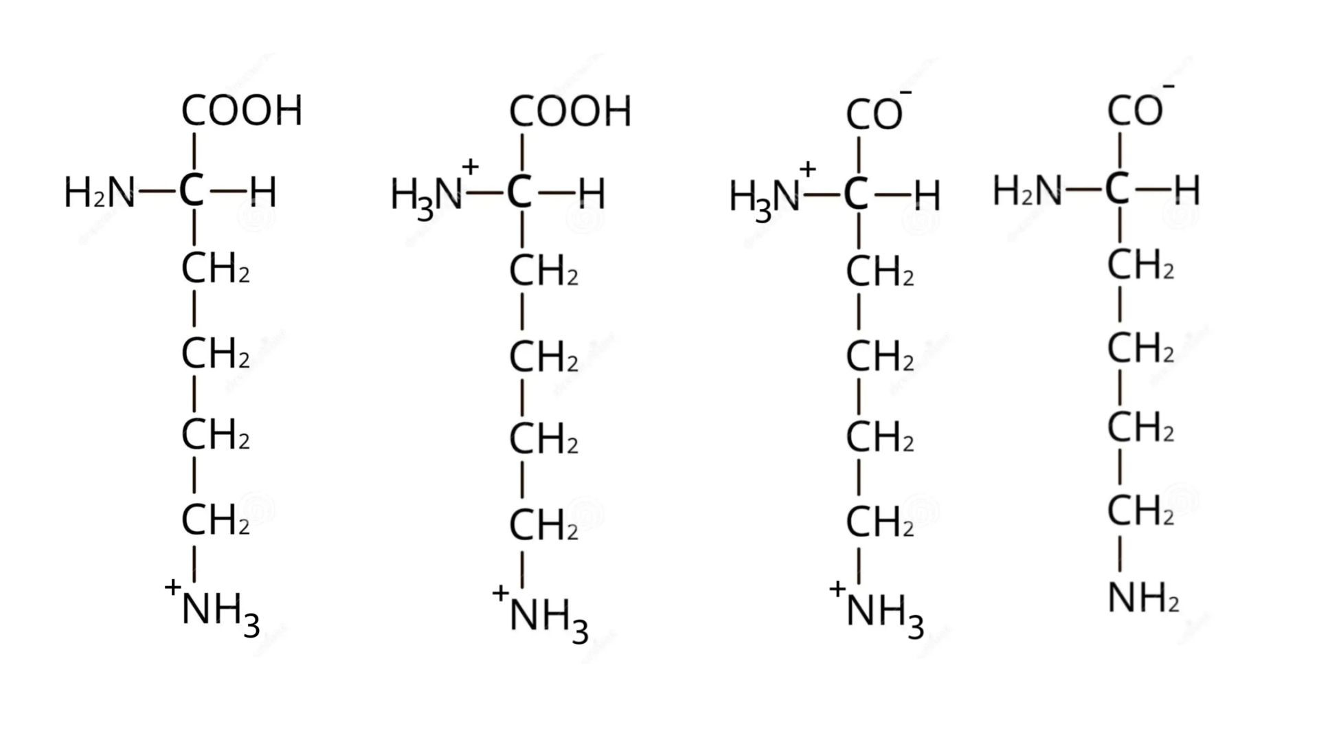 <p>draw the structure of lysine in acidic conditions</p>