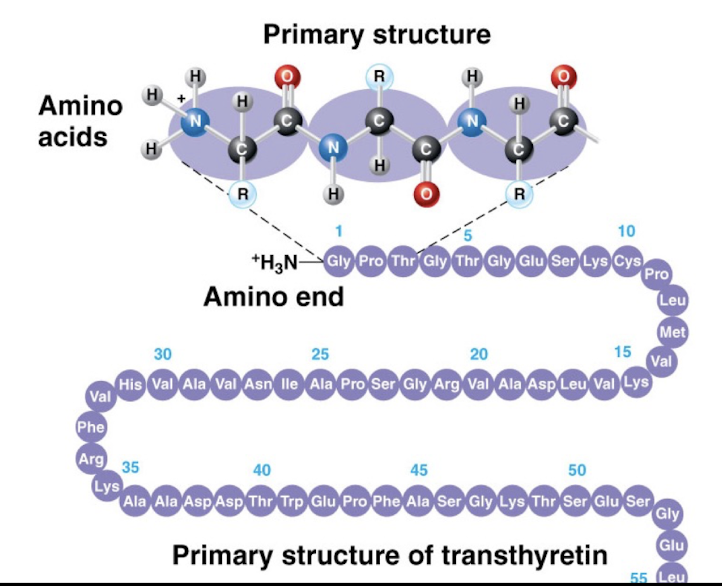 <p>Structure of Proteins</p>