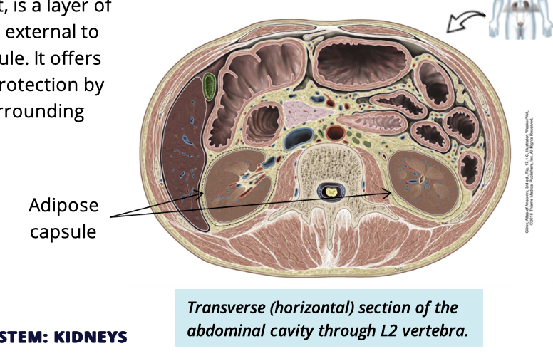 <ul><li><p>cusion + protection </p></li><li><p>completely surrounds kidney </p></li></ul><p></p>