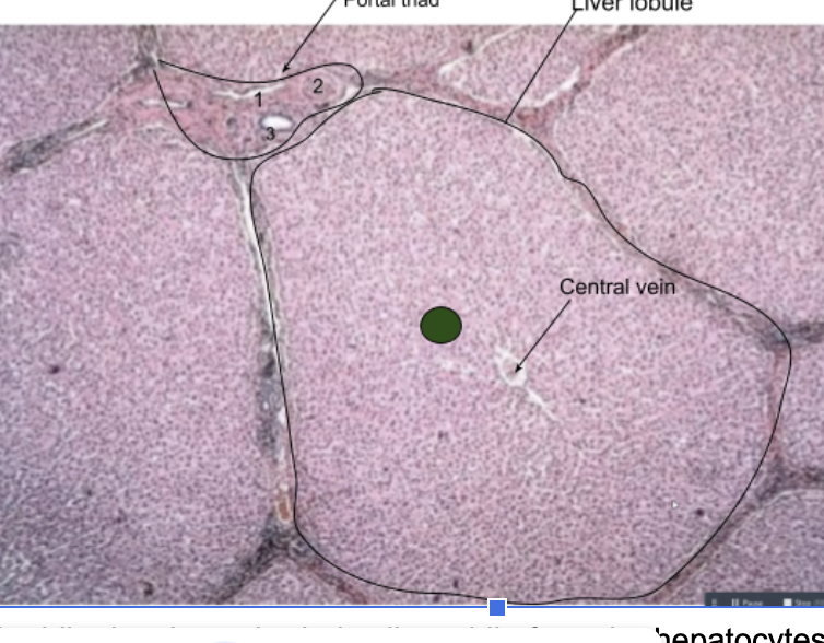 <p>what is each part of the portal triad</p>