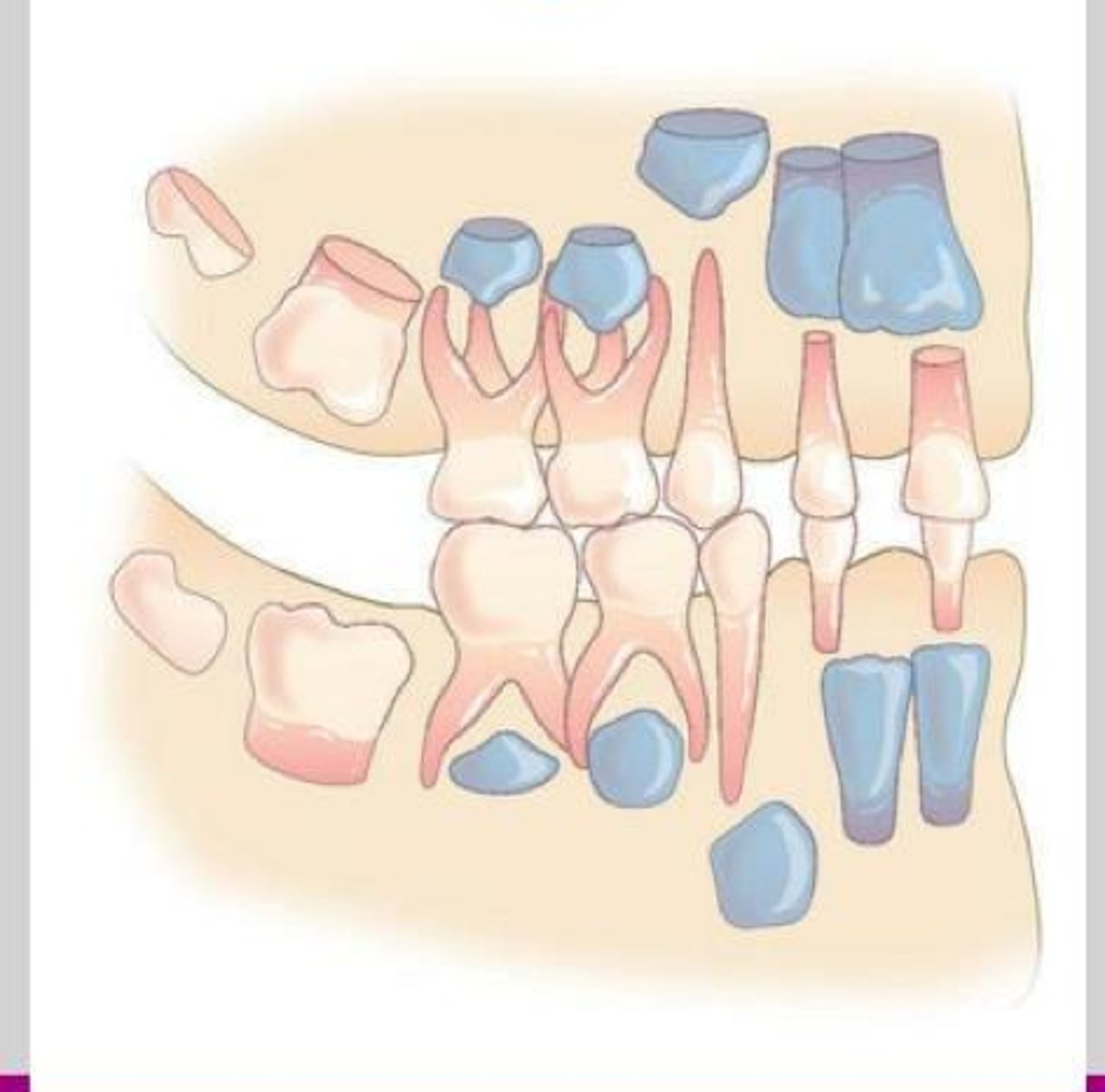 <p>Molars: succedaneous or non-succedaneous</p>
