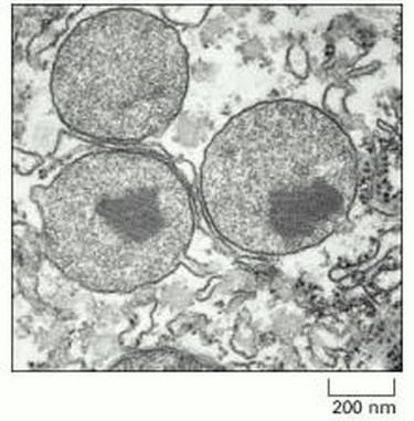 term image