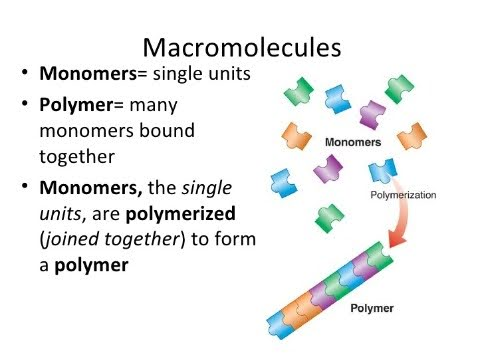 <p>-macromolecules form when small building blocks (monomers) link together through dehydration synthesis (condensation) *cells join monomers with covalent bonds and release water as byproduct</p><p>-macromolecules are broken down through hydrolysis *a water molecule is added across the covalent bond holding the polymer together, which splits the bond, releases energy, and turns large chains into usable, bite-sized nutrient parts</p>