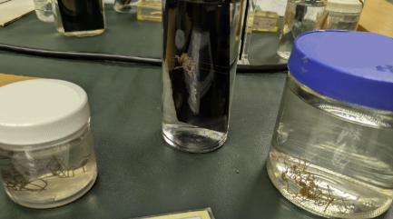 <p>K, Clade, P, Subphylum, C?</p>