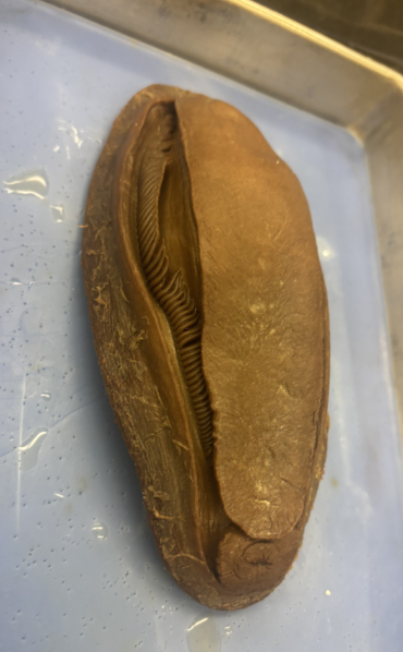 <p>What Phylum and Class does this belong to?</p>