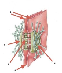 <p>Very strong connections made of CAMs and proteoglycans that can resist stretching and twisting; Keep membranes from separating from one another</p>