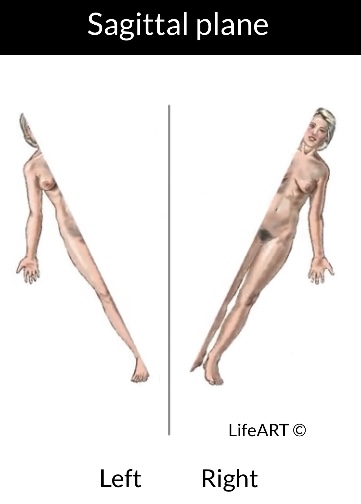 <p>Sagittal Plane</p>