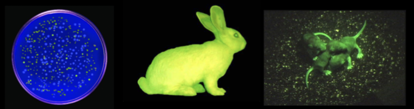 Eduardo Kac, “Trilogy of Life”: Genesis (1999), GFP Bunny (2000), The Eighth Day (2001).