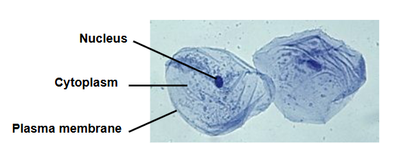 <p>All cellular material located between the plasma membrane and nucleus.</p>