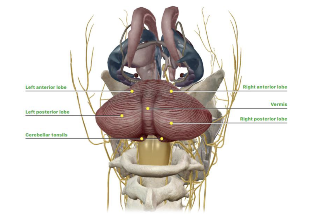 <p>Vermis</p>
