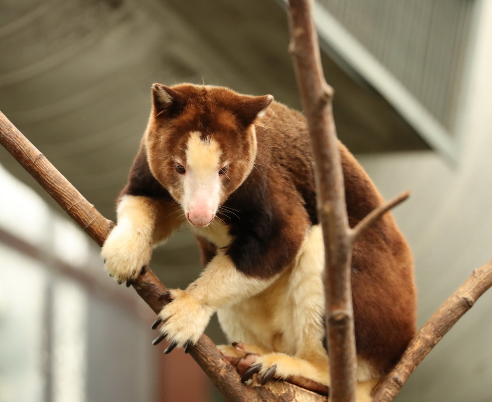 <p>Matschie’s Tree Kangaroo</p>