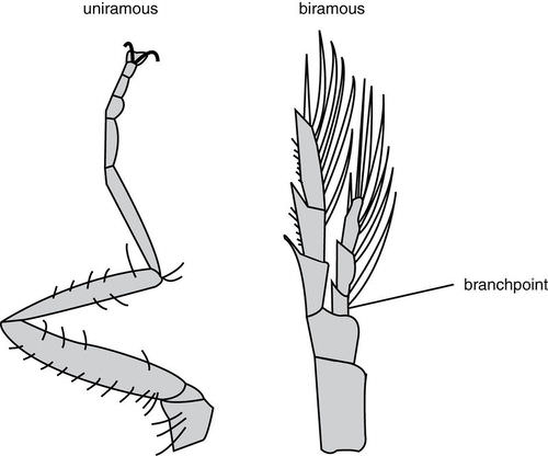 <p>uniramous</p><p>or biramous</p>