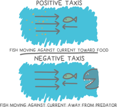 <p>directional response to a stimulus</p><p>away from an unfavourable stimulus, towards a favourable one</p>