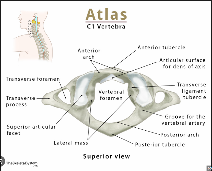 <p>Atlas</p>