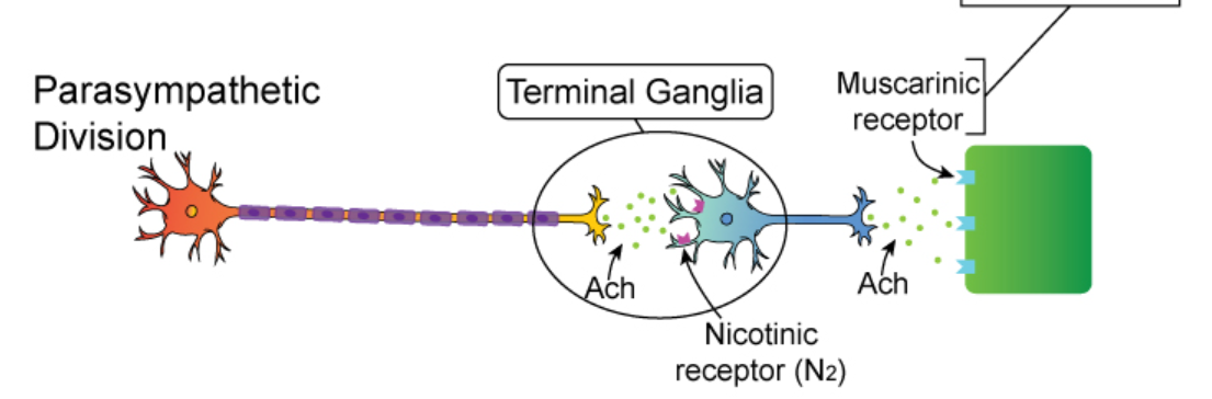 <p>Answer: Nicotinic acetylcholine receptors.</p><p>Extra Information:</p><ul><li><p>These receptors are located on postganglionic enteric neurons.</p></li></ul><p>ACh released at autonomic ganglion → nicotinic receptor → activates next neuron.</p>