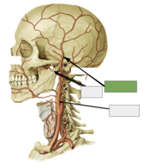 <p>Blood supply: This is the</p>