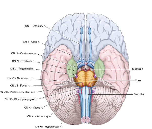 <p>View of Ventral Brainstem and Cerebrum</p>