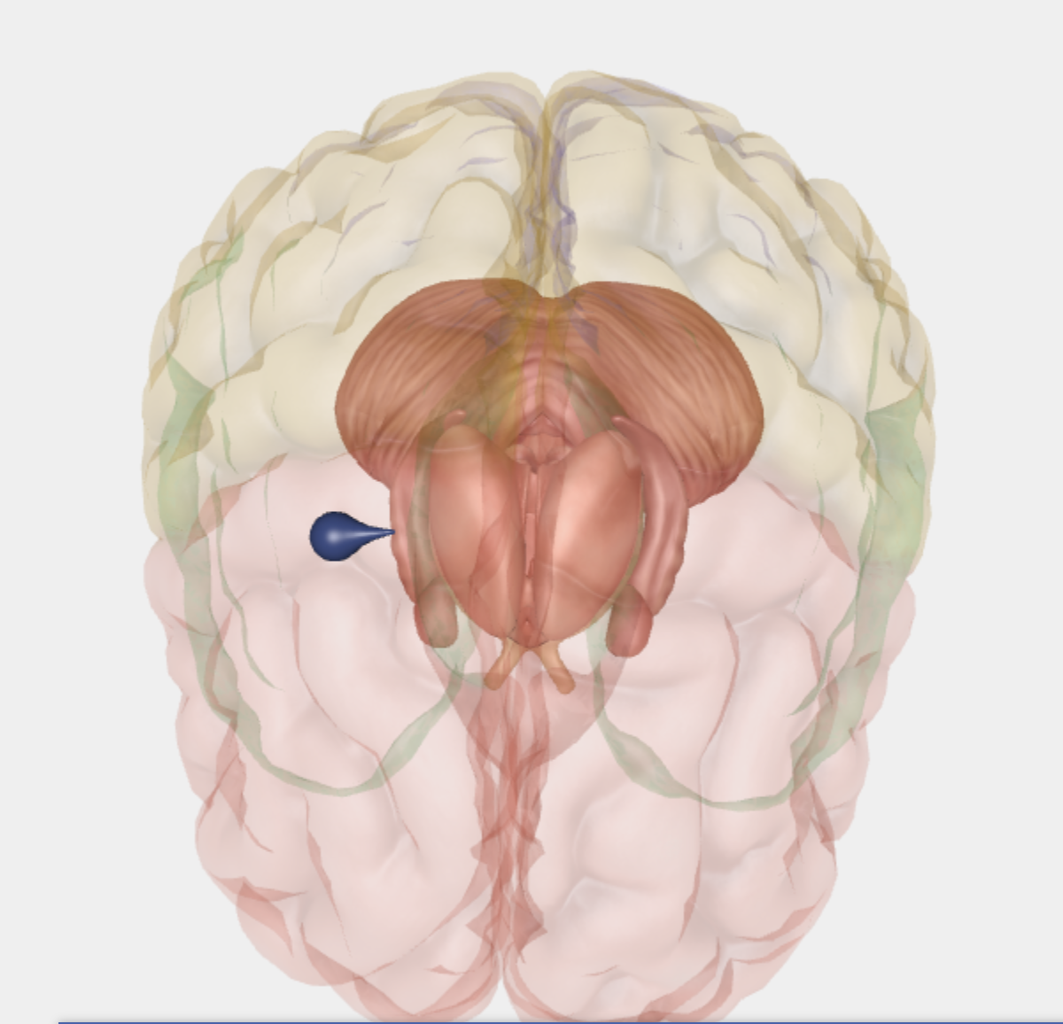 <p>En lagdelt struktur i medial temporallappen, der modtager inputs fra regioner af cortex, via inputs fra temporallappen. Sender projektioner ud til kortikale og subkortikale mål. Involveret i læring, hukommelse, især hukommelse vedrørende spatiale lokationer i b.la. episodisk hukommelse.</p>