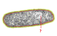 <p>densly staining DNA region in a prokaryotic cell</p>