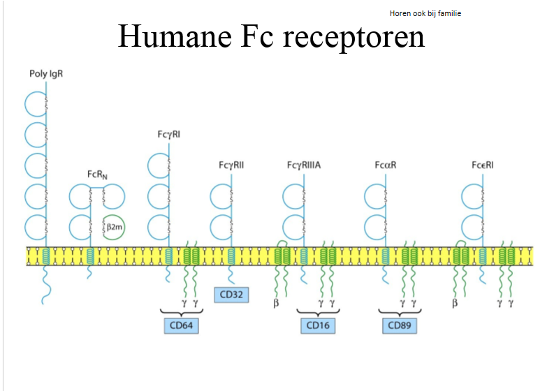 <ol><li><p>deel van immunoglobuline superfamilie</p></li><li><p>herkennen Fc domein van antistoffen → zorgen dat bv fagocytose v bacteriën w vergemakkelijkt </p></li></ol><p></p>