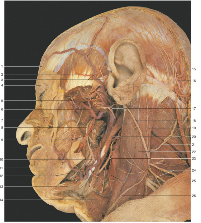 <p>what nerve is #9?</p>