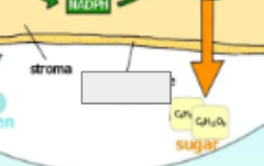 <p>photosynthesis cycle: name the step </p>