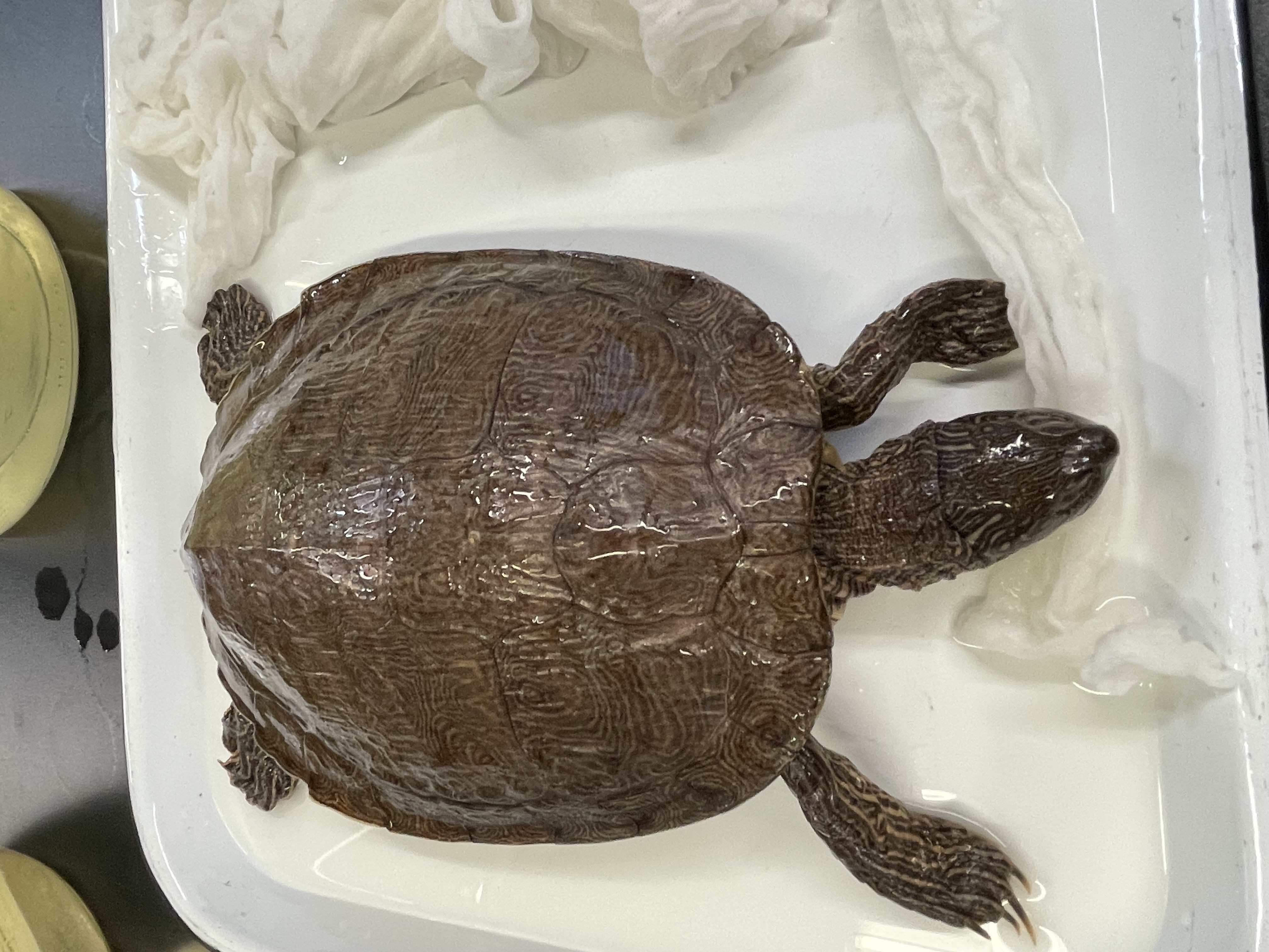 <p>Genus and species</p>