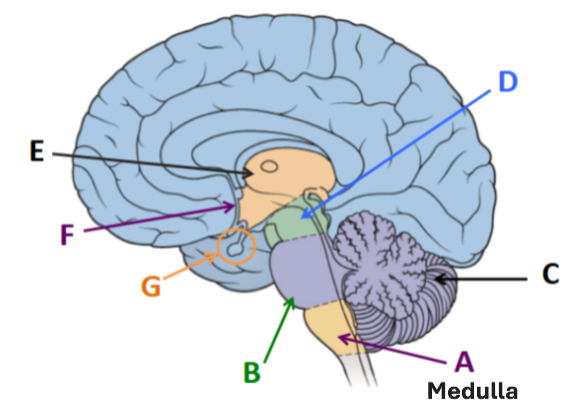 <p><span style="background-color: transparent;">The posterior part of the hindbrain, continuous with the spinal cord</span></p>