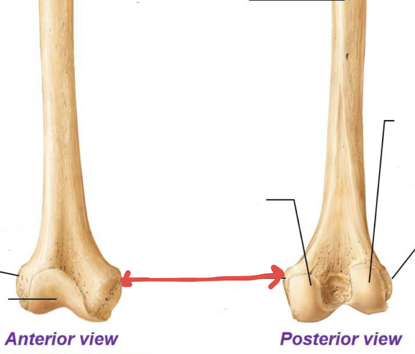 <p>what is this part of the femur?</p>