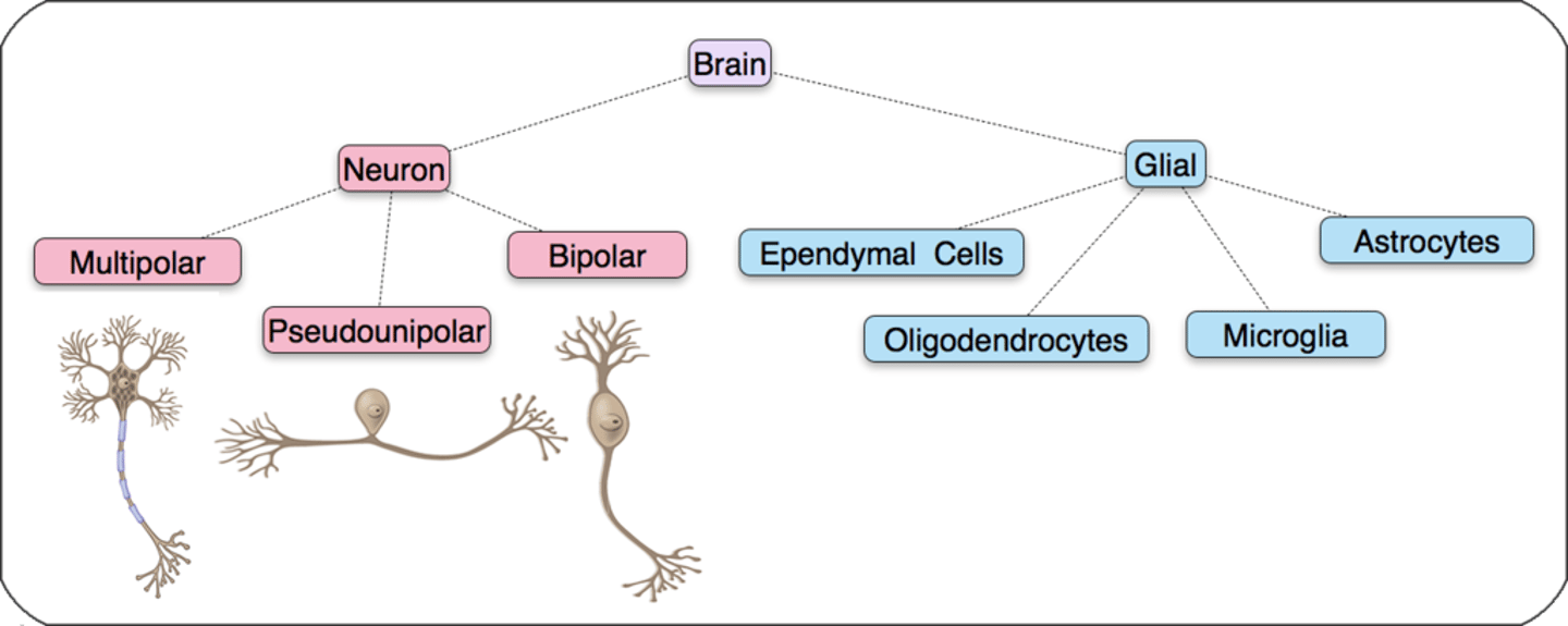 <p>Neurons and Glial cells</p>