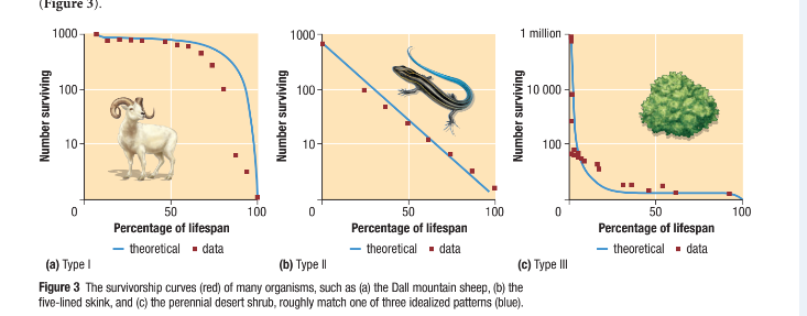 <p>Type I:</p><ul><li><p>These curves are typical for large animals that produce few young and provide their young with extended care, reducing mortality</p></li></ul><p>Type II:</p><ul><li><p>organisms that have type II curves generally have a relatively  short gestation (pregnancy) period</p></li><li><p>often feed on type III organisms but are preyed on by type I organisms</p></li></ul><p>Type III:</p><ul><li><p>this type of curve is common of species that produce a large number of offsprings</p></li></ul><p></p>