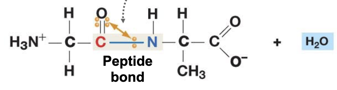 <p>Carbon (C) from the Carboxyl group and the Nitrogen (N) from the amino group</p><p>Peptide bond’s CANT rotate freely - electron sharing makes them similar to double bonds, which also can’t move freely</p>