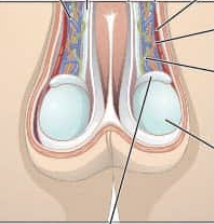 <p><span style="font-family: Calibri, sans-serif;">Dartos muscle</span></p>