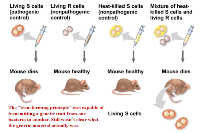 <p>The “transforming principle” was capable of transmitting a genetic trait from one bacteria to another. Still wasn’t clear what the genetic material actually was.</p>