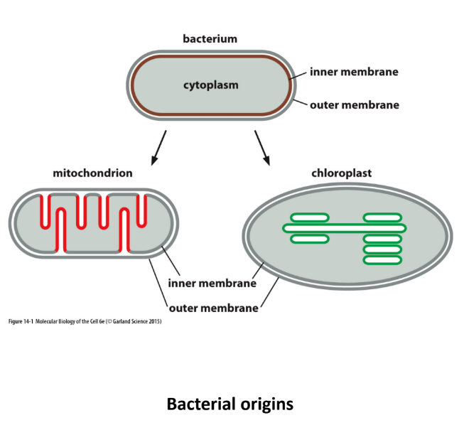 <ul><li><p>Evolved from ancient bacterial eaten by eukaryotic cell</p><ul><li><p>Inner + Outer membranes </p><ul><li><p>Inner membrane = original bacterial membrane</p></li><li><p>Outer membrane = eukaryotic cell membrane (ate)</p></li></ul></li></ul></li></ul><p></p>