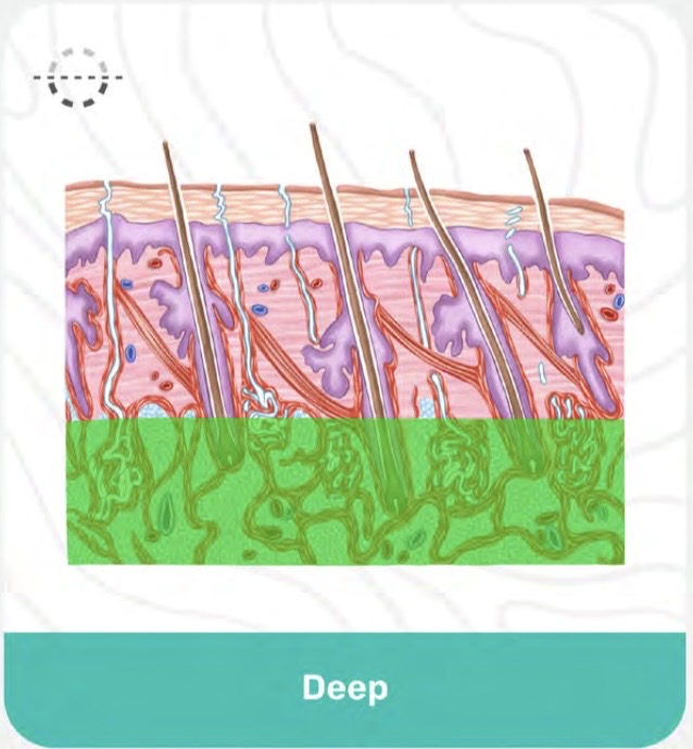 <p>Deep </p>