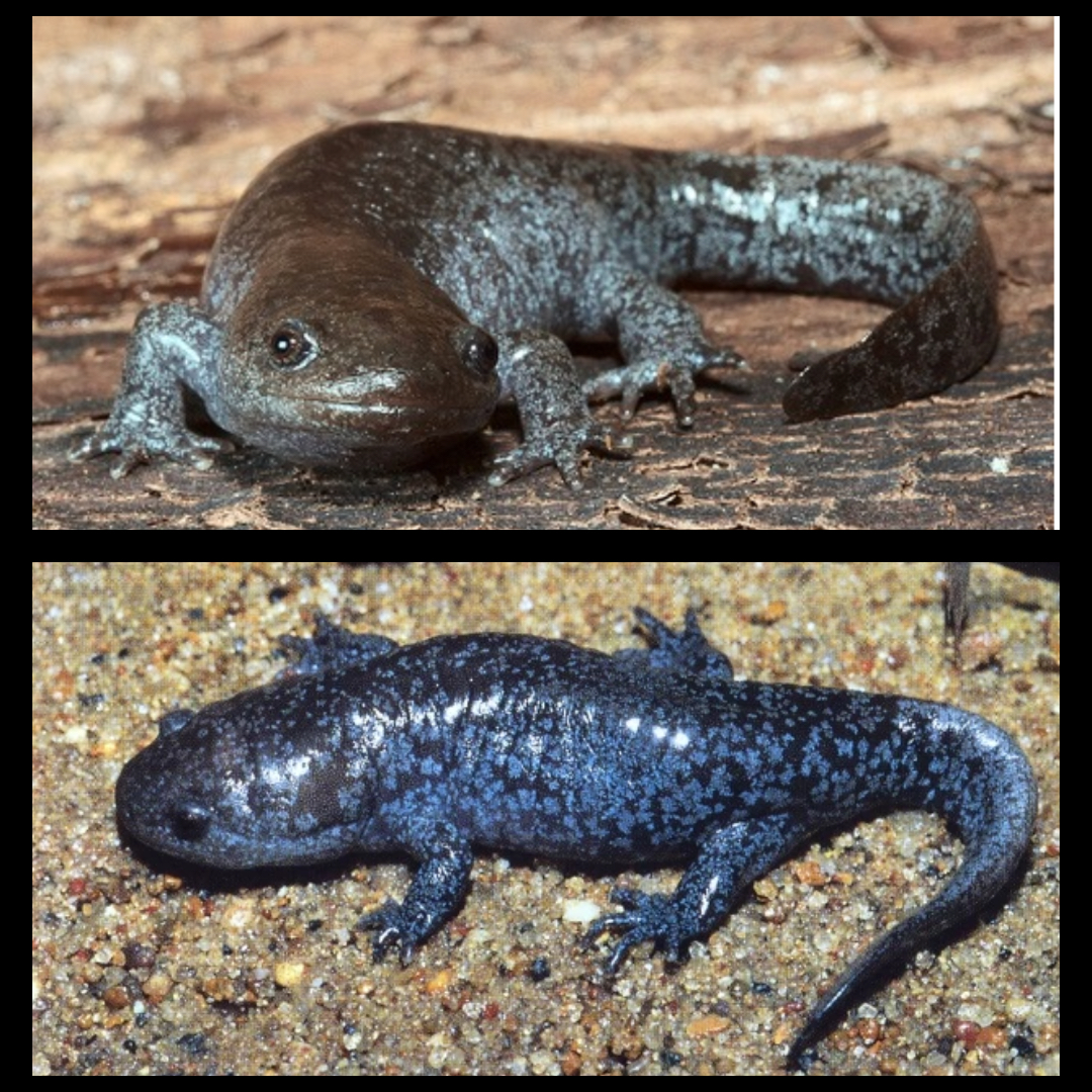 <p>Mole Salamander </p>