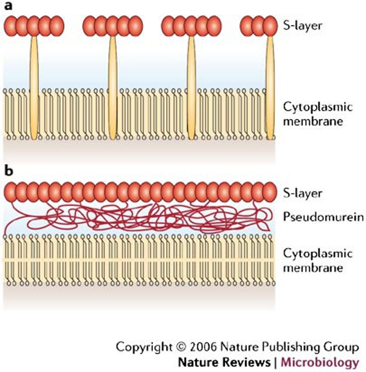 <p>A cell wall material in archaea that lacks NAM and D-amino acids.</p>