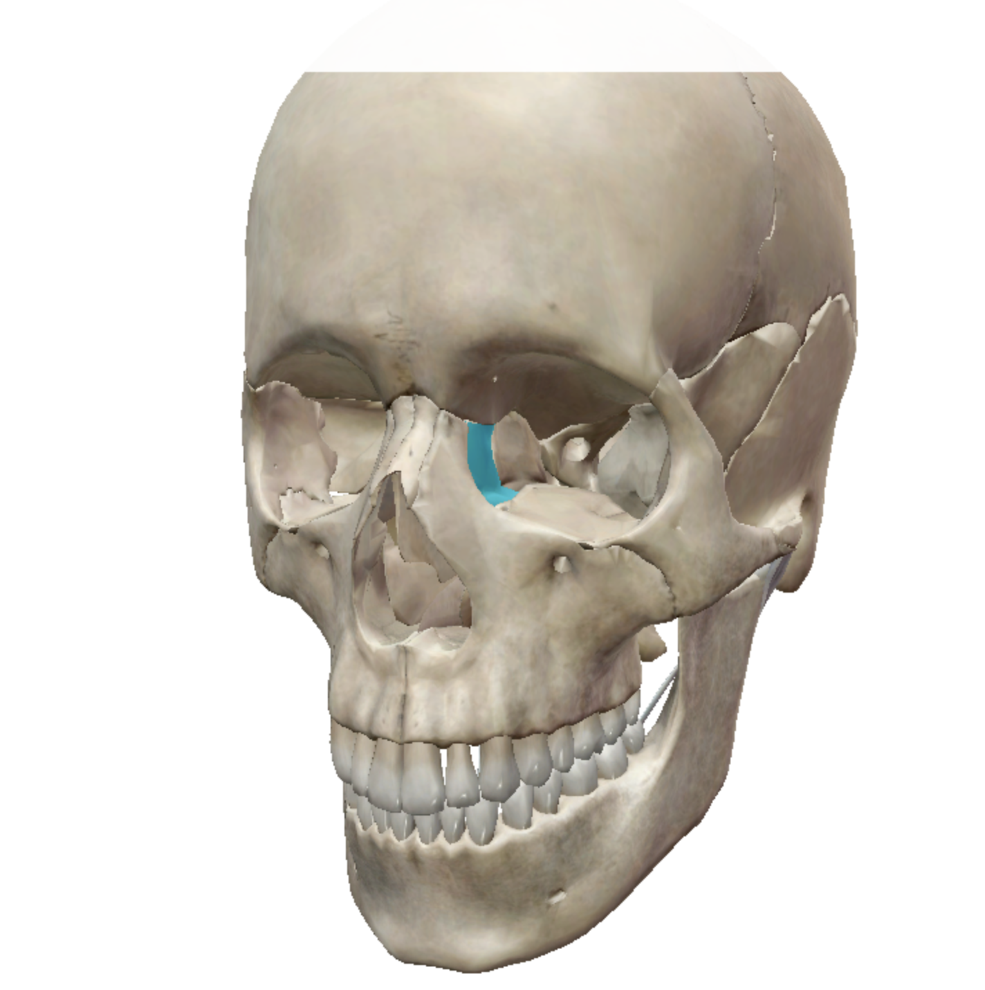 knowt flashcard image