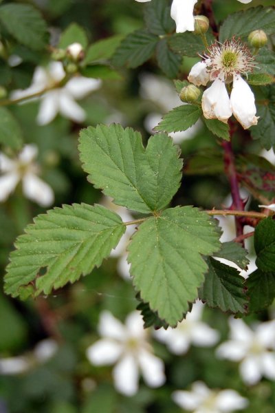 <p>Rubus spp</p>