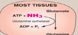 <p>what does the enzyme glutamine sythetase do </p>