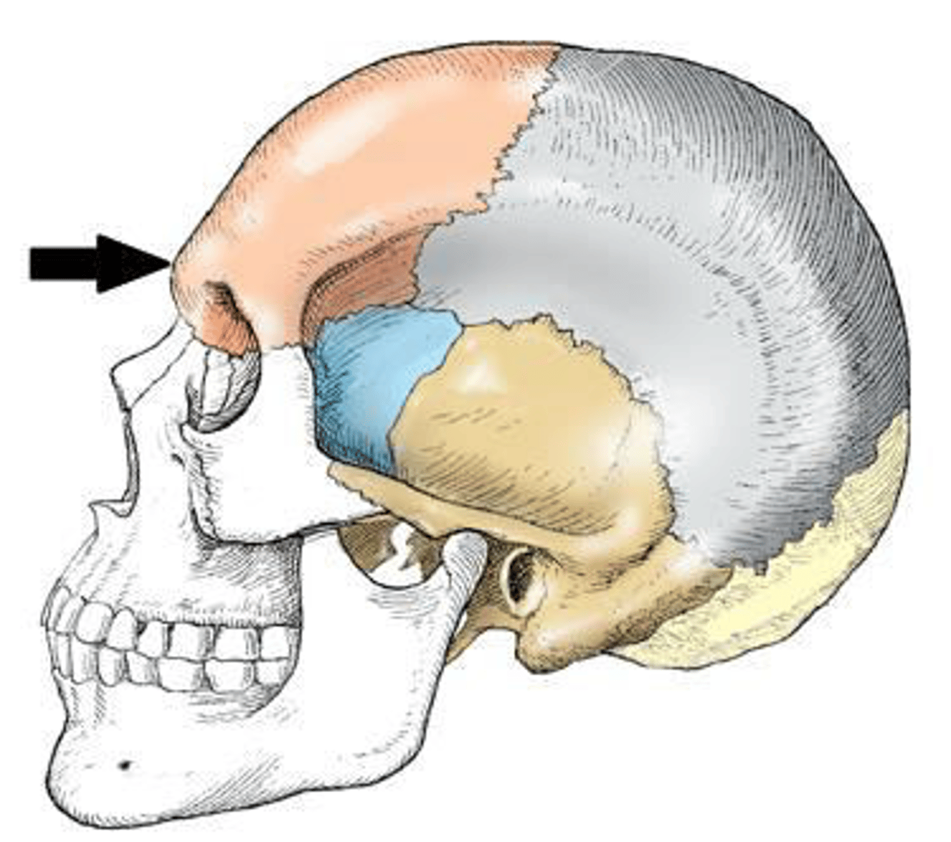 <p>The part of the frontal bone indicated in the figure below is the:</p><p>a. bregma.</p><p>b. lambda.</p><p>c. glabella.</p><p>d. acanthion</p>