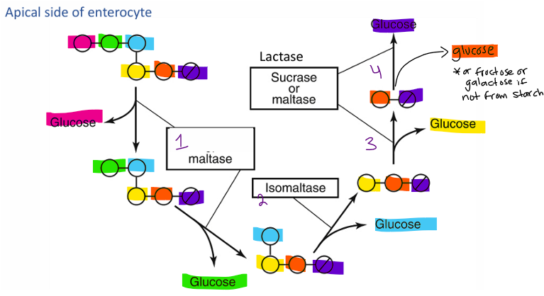<p>maltase </p>