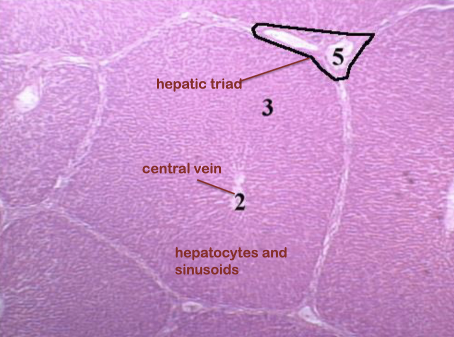 <p>liver: liver lobule, central vein, hepatocytes, sinusoid, hepatic triad</p>