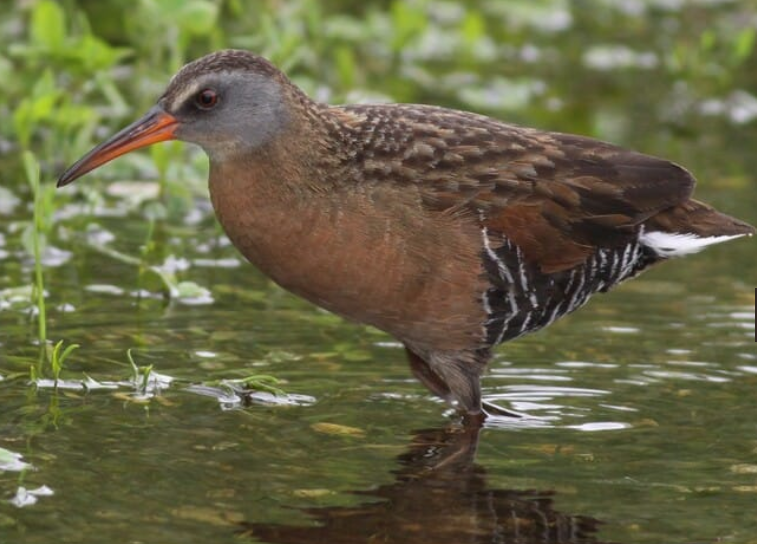<p>Virginia Rail</p>